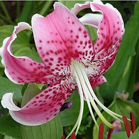 Лілію звисаючої Speciosum Rubrum цибулина