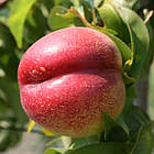 Саджанці Нектарина Медведівський-1 - середній, великоплідний, червонолистий, фото 3