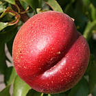 Саджанці Нектарина Кримчанин - середній, великоплідний, зимостійкий, фото 2