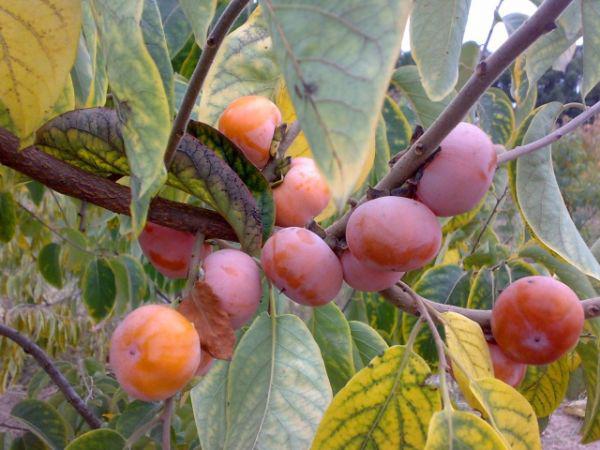 Купить Саженцы Хурмы Морозостойкие В Белгородской Области