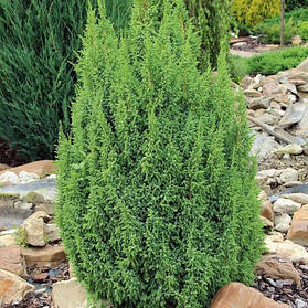 Ялівець лускатий Лодері (Juniperus squamata Loderі)