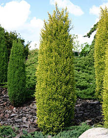Ялівець звичайний Голд Кон (Juniperus communis Gold Cone) С2/С3