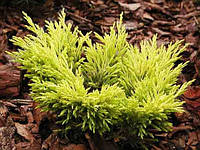 Можжевельник горизонтальный Лайм Глоу( Juniperus horizontalis Lime Glow)