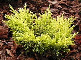 Ялівець горизонтальний Лайм Глоу ( Juniperus horizontalis Lime Glow)