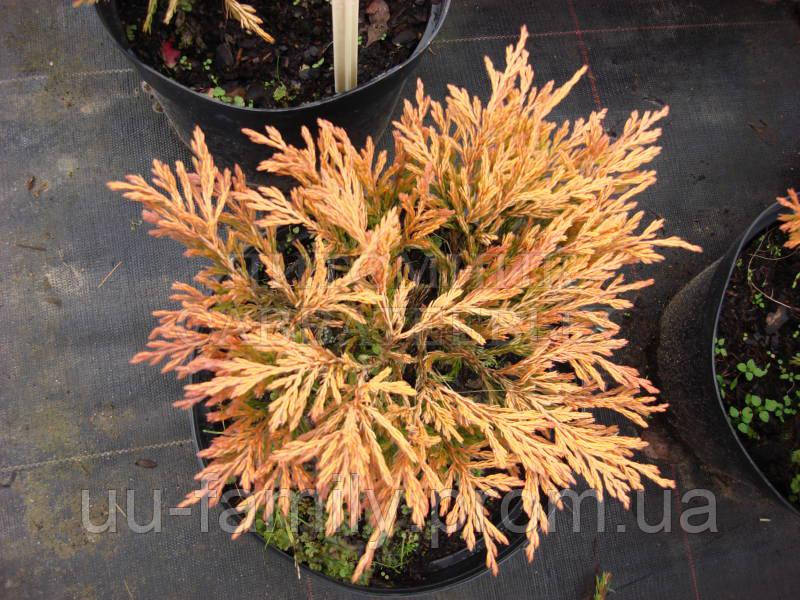 Можжевельник горизонтальный Лайм Глоу( Juniperus horizontalis Lime Glow) - фото 3 - id-p637248130