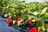 Плівка для мульчування товщиною 50 мкм без перфорації