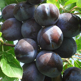 Саджанці Сливи Чачакська Великоплідна - пізнього терміну, великоплідна, урожайна