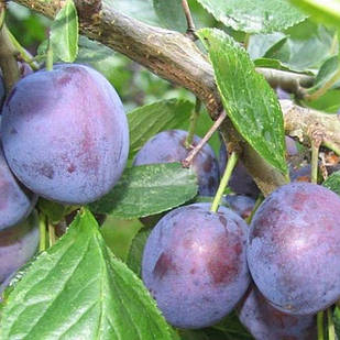 Саджанці Сливи Штутгарт - середньо-пізній термін, урожайна, морозостійка