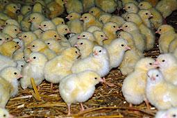 Коврик из линолеума для обогрева цыплят (разные размеры) - фото 2 - id-p272988001