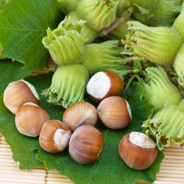 Саджанці Фундука (ліщини) Обільний - середній, урожайний, зимостійкий, фото 1