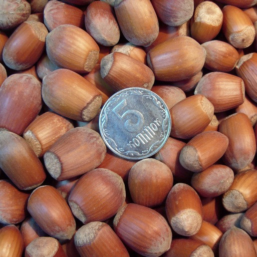 Саджанці Фундука (ліщини) Степовий - пізній, високоврожайний, зимостійкий, фото 1