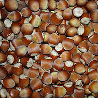 Саженцы Фундука (лещины) Булавовидный - средний, крупноплодный, зимостойкий