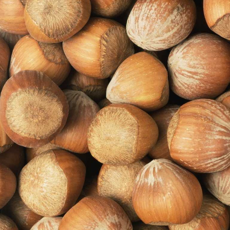 Саджанці Фундука (ліщини) Фуктурамі (двухрічний) - ранній, великоплідний, промисловий, фото 1