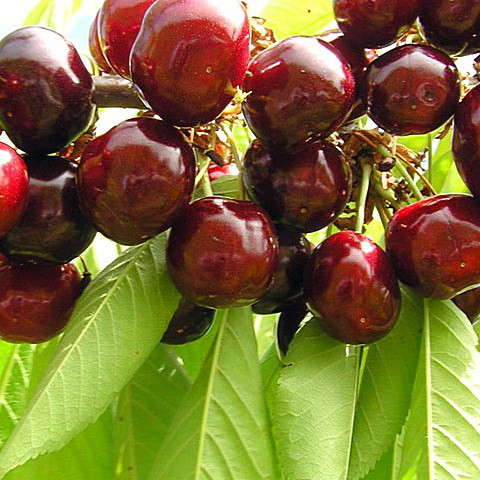 Саджанці Черешні Регіна - пізнього строку, морозостійка, велика, фото 1
