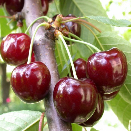 Саджанці Черешні Валерій Чкалов - раннього терміну, морозостійка, крупноплідна, фото 1