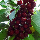 Саджанці Черешні Джорджія, середньо-рання, морозостійка, фото 2