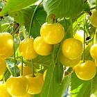 Саджанці Черешні Дрогана жовта - середнього терміну, морозостійка, солодка, фото 2