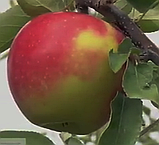 Яблуня Канзі. (ММ106). Зимовий сорт. Однорічний, фото 7