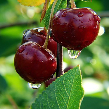 Саджанці Черешні Казка - раннього терміну , скороплідна, невибаглива, фото 1