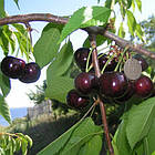 Саджанці Черешні Французька чорна - пізнього строку, урожайна, морозостійка, фото 2