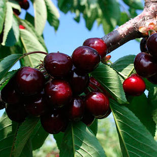 Саджанці Черешні Донецький угольок - середнього терміну, морозостійка