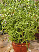 Каланхое розсічене (Kalanchoe laciniata) - Оленячі ріжки (саджанці)