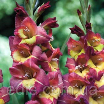 Гладіолус бамбіно Brescia (2 квітконоса) 3 шт./уп.