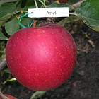 Саджанці Яблуні Айдаред - зимова, стійка, крупноплідна, фото 2