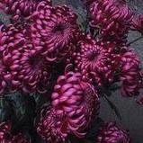 Хризантема великобарвкова ГІЛБЕРТ зрізна, фото 4