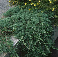 Можжевельник горизонтальный "Вилтони (Juniperus horizontalis 'Wiltonii')