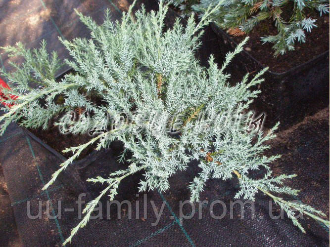 Можжевельник горизонтальный Агнешка( Juniperus horizontalis 'Agnieszka) - фото 1 - id-p638087970