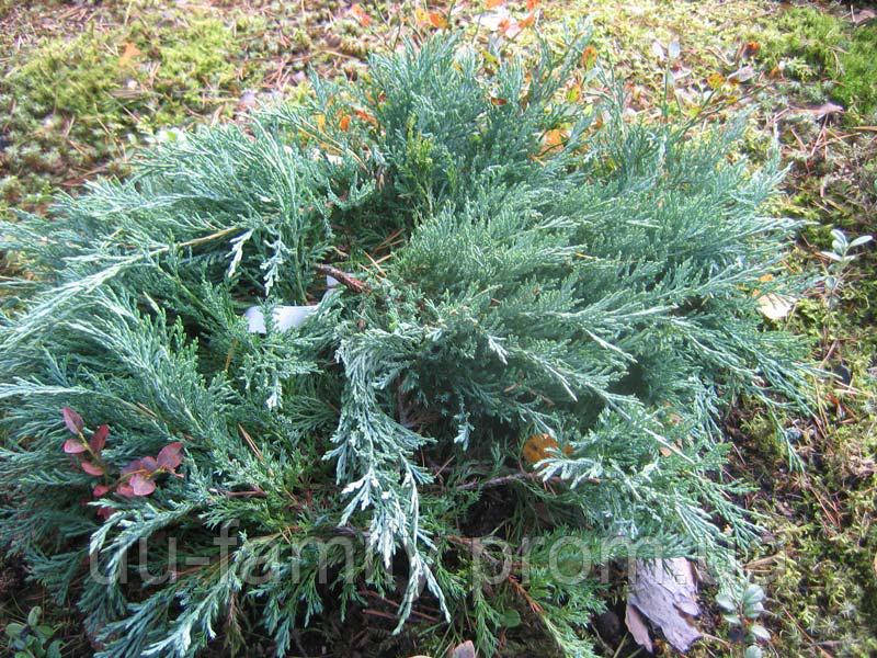 Можжевельник горизонтальный Агнешка( Juniperus horizontalis 'Agnieszka) - фото 3 - id-p638087970