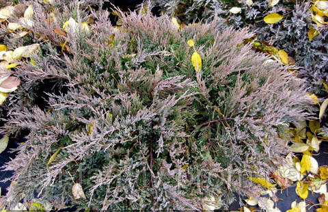 Можжевельник горизонтальный Агнешка( Juniperus horizontalis 'Agnieszka) - фото 4 - id-p638087970