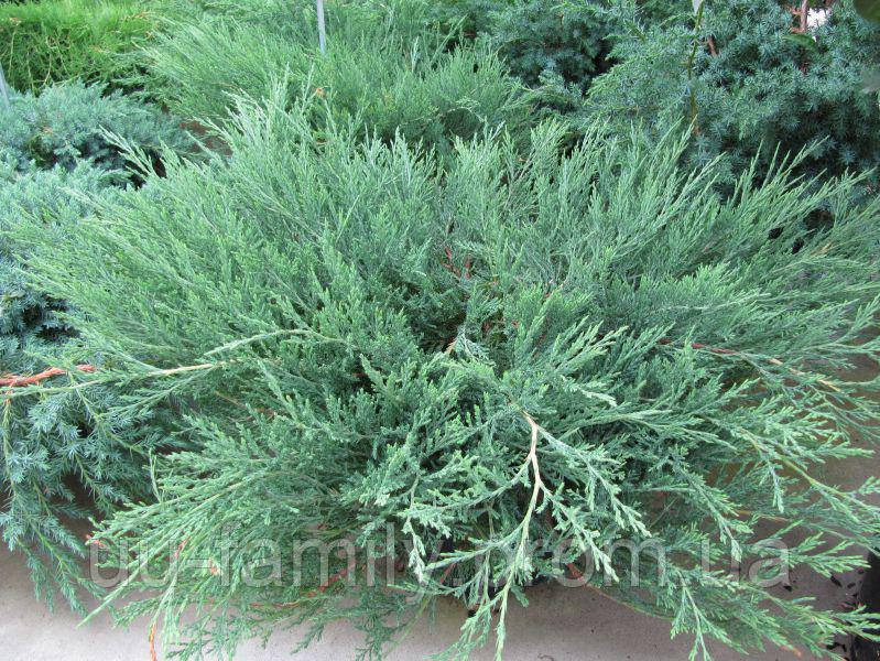 Можжевельник горизонтальный Агнешка( Juniperus horizontalis 'Agnieszka) - фото 2 - id-p638087970