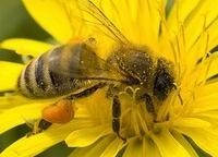 Препарати для бджіл