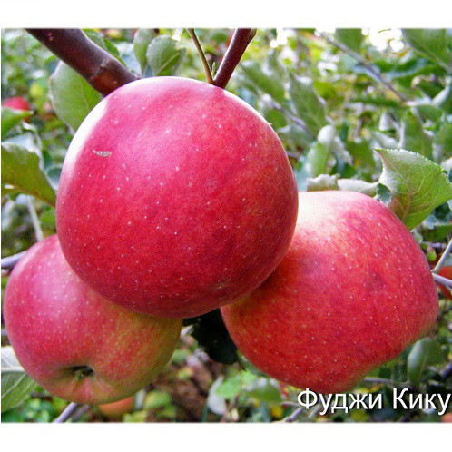 Саджанці Яблуні Фуджі Кіку 8 (карликова підщепа М9), фото 1