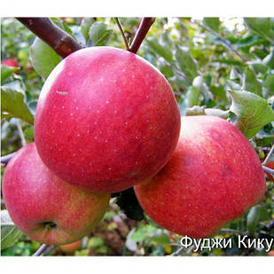 Саджанці Яблуні Фуджі Кіку 8 (карликова підщепа М9)