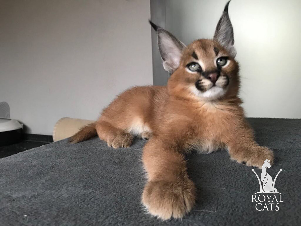 Купить Каракала Котенка Из Питомника Цена