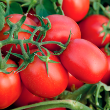 Насіння томату Суомі F1 25000 насіння детермінантне