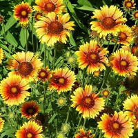 Багаторічні