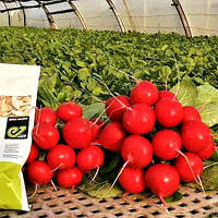 Селеста F1 (250 г) насіння редису Enza Zaden