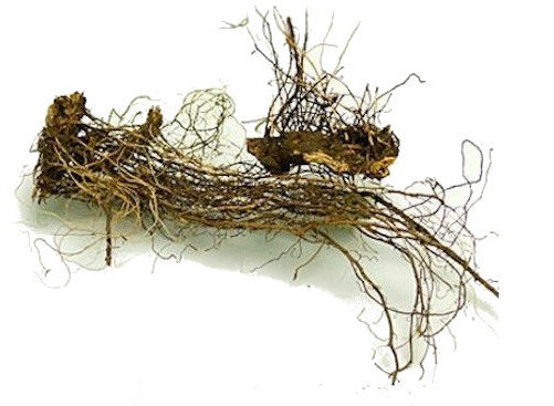 Рапонтикум сафлороподібний (Rhaponticum carthamoides) корінь 100 грамів