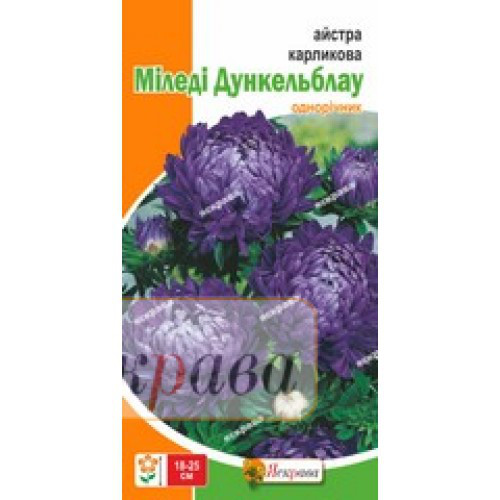 "Насіння Айстри "Міледі Дункельблау" 0,3 гр (Яскрава)"