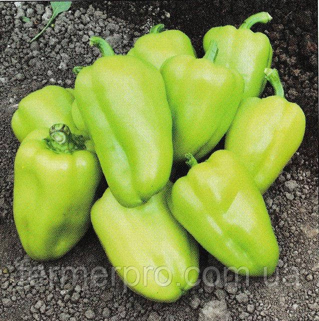 Насіння перцю Амаретта F1 500 насіння Enza Zaden, фото 1
