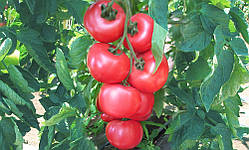 Насіння томату Ханні Мун F1 (250 нас.) Clause