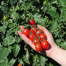 Насіння томату Туті-Фрути F1 (250 сем.)