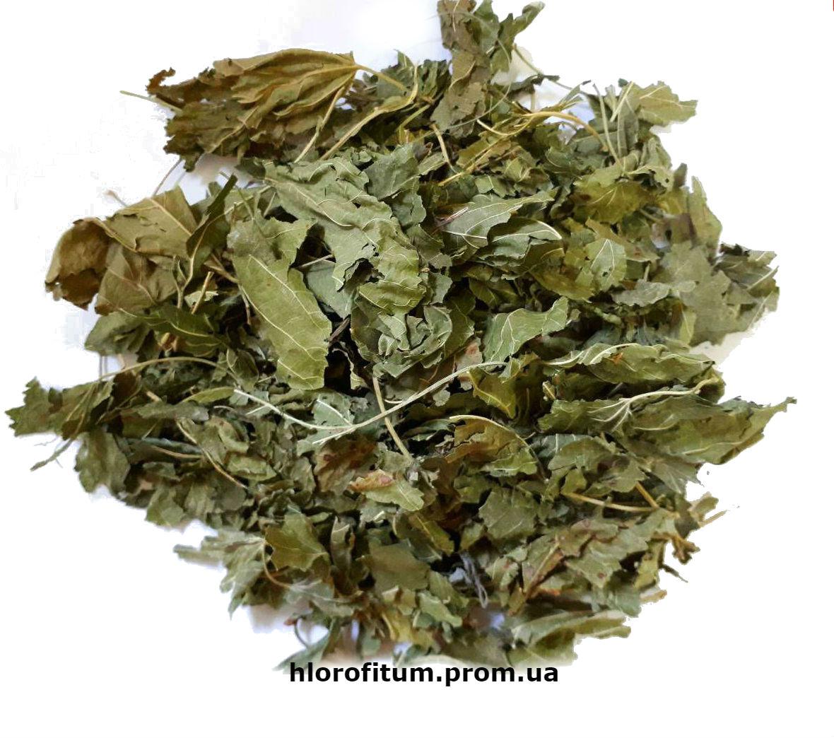 Шовковиця чорне листя 50 грамів (Morus nigra, folium Black Mulberry)