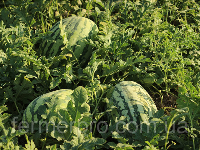 Насіння кавуна Тамтам F1 \ Tamtam F, 250 насінин Enza Zaden, фото 1