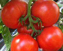 Насіння томату Агіліс F1 (500 сем.) Enza Zaden