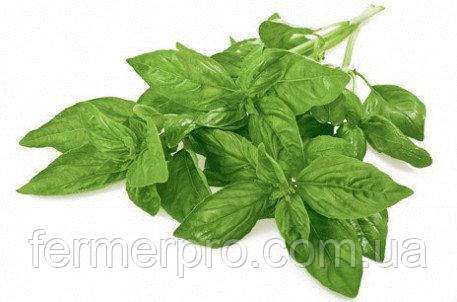 Базилік зелений Кіра 50 000 сем. Enza Zaden, фото 1